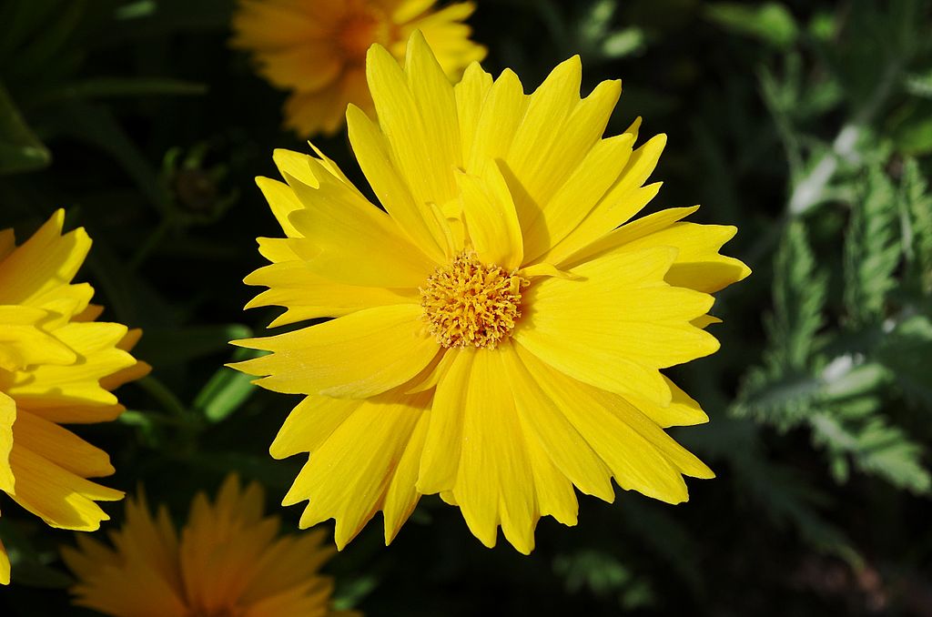 Yellow coreopsis flower