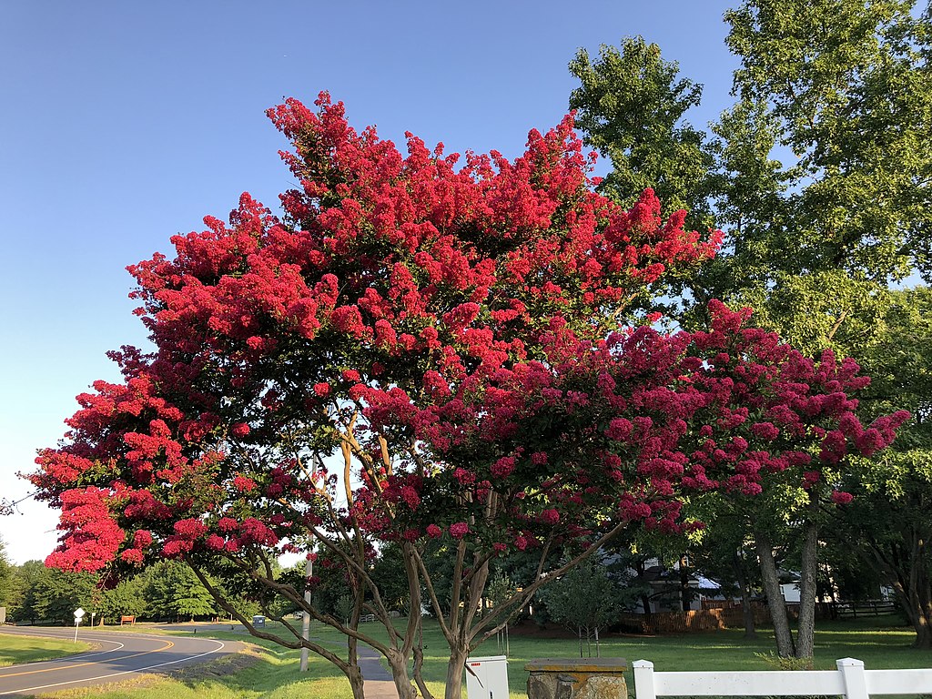 crape myrtle tree