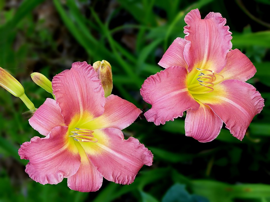 daylilies on commercial landscape