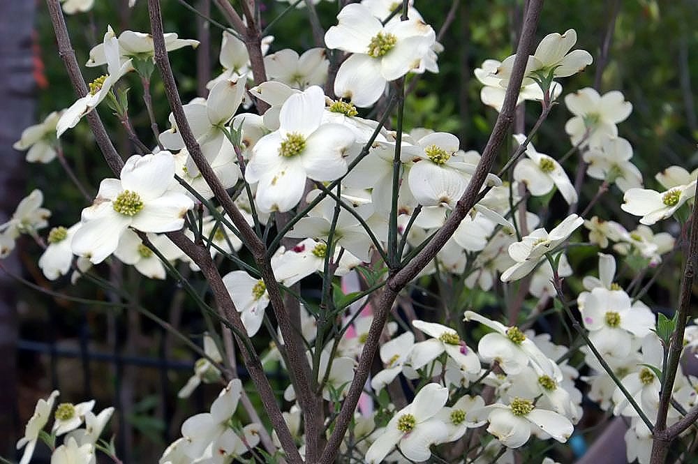 dogwood tree flowers