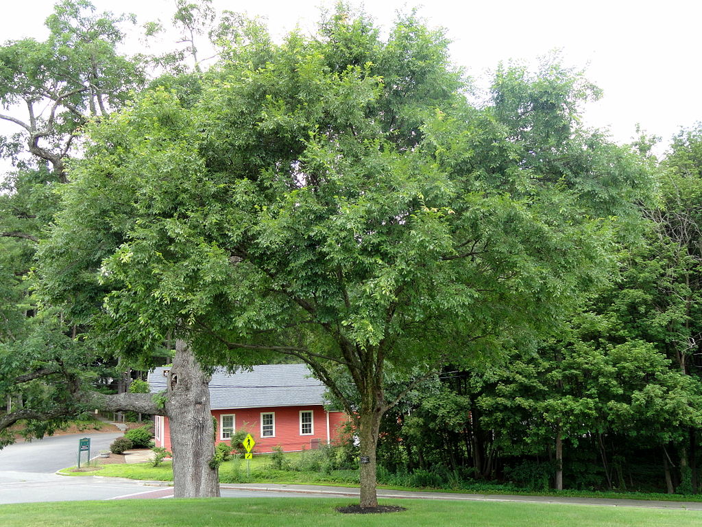 lacebark elm tree