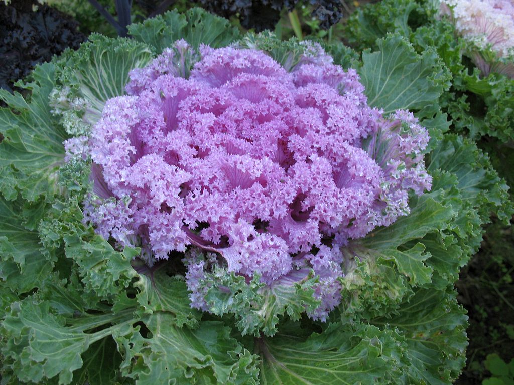 Ornamental kale