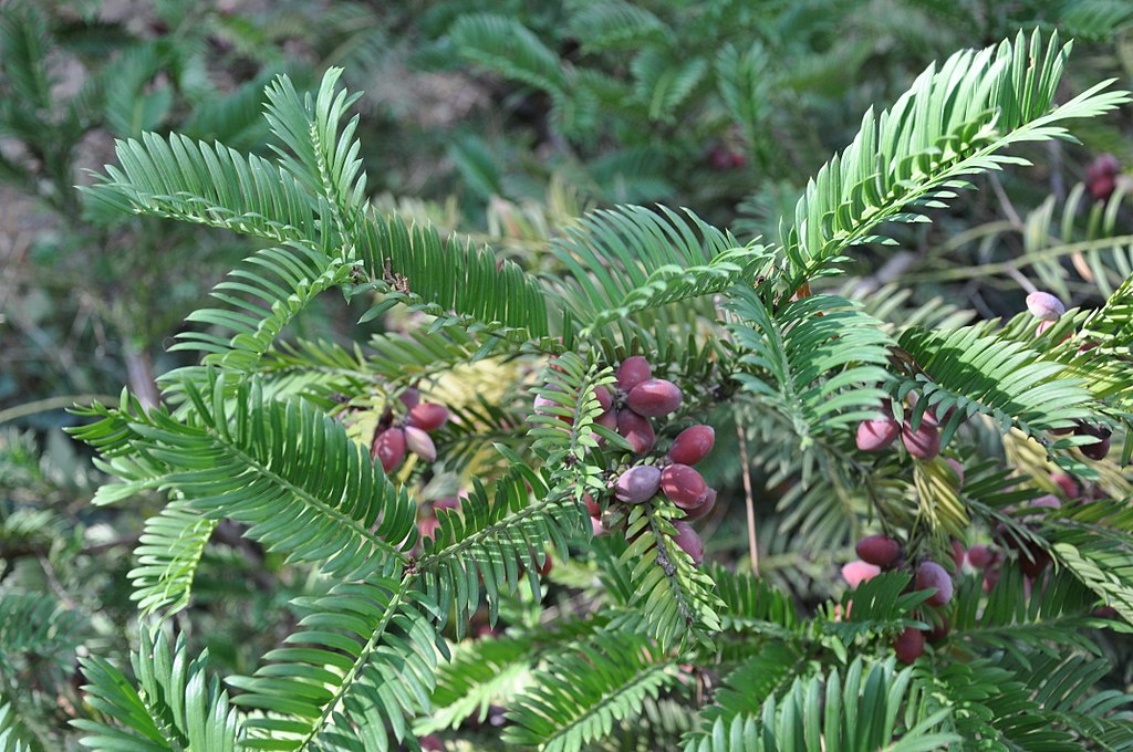 plum yew