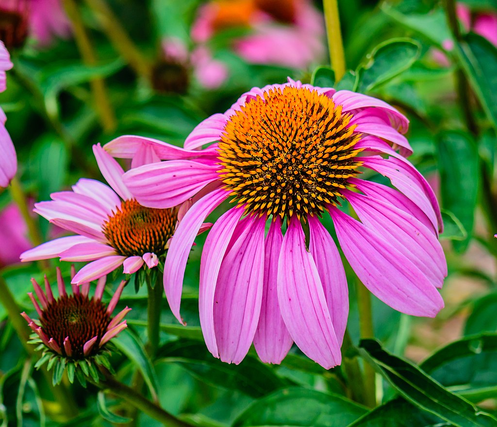 purple coneflower native plant