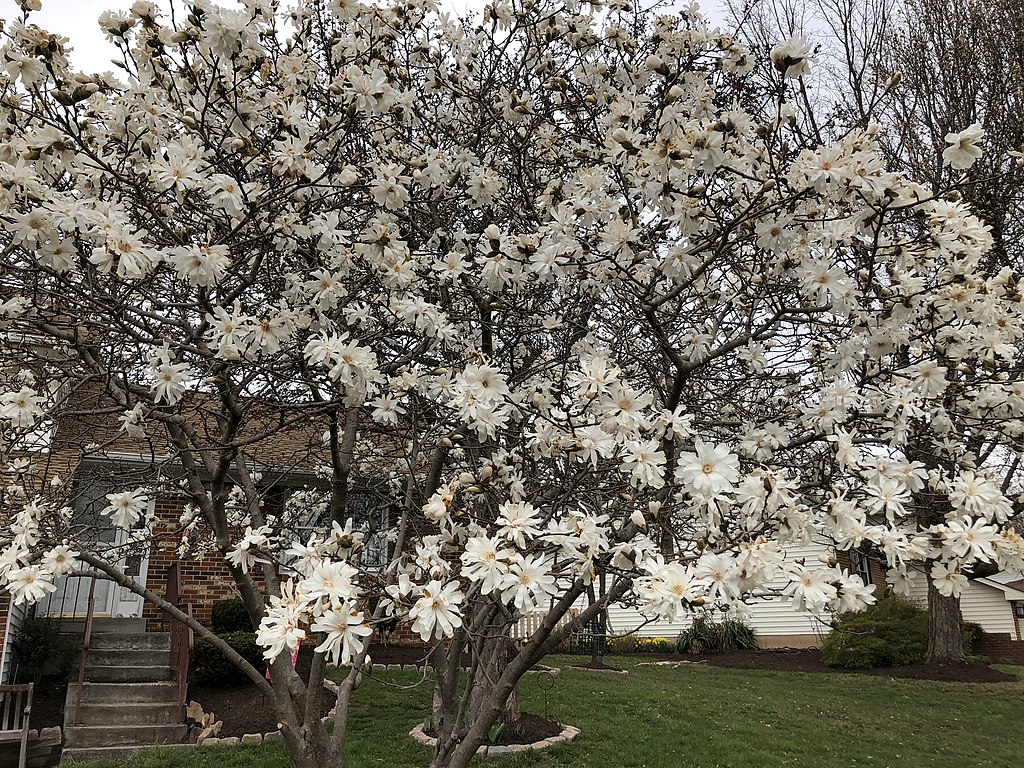 star magnolia tree