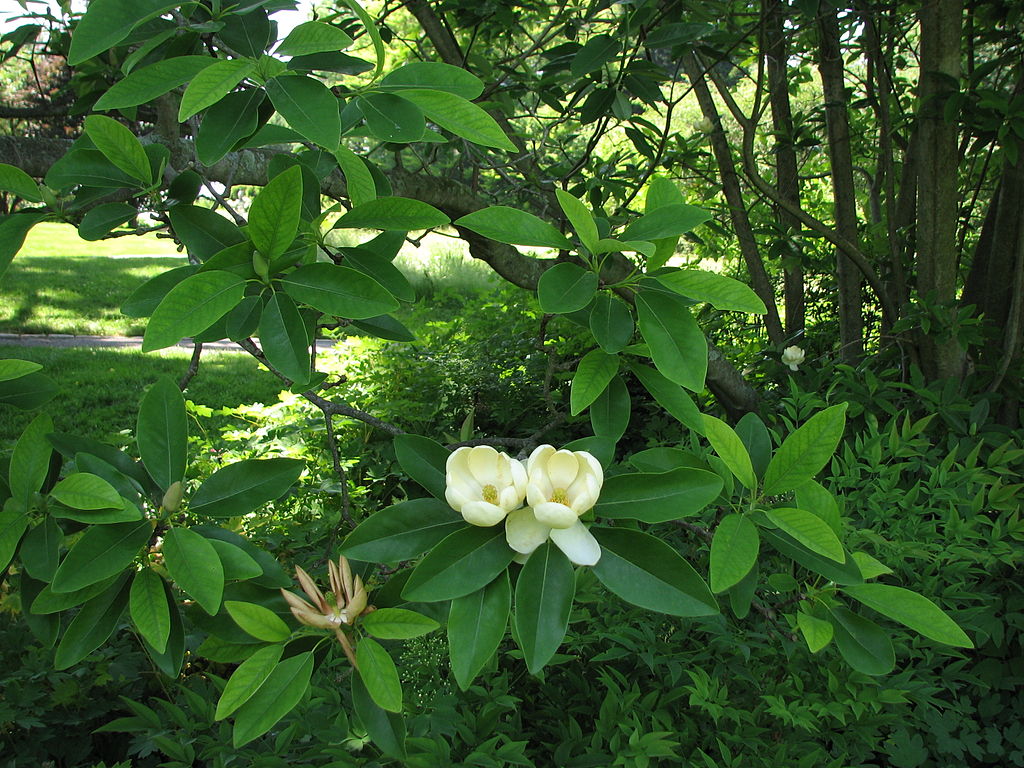 sweetbay magnolia tree