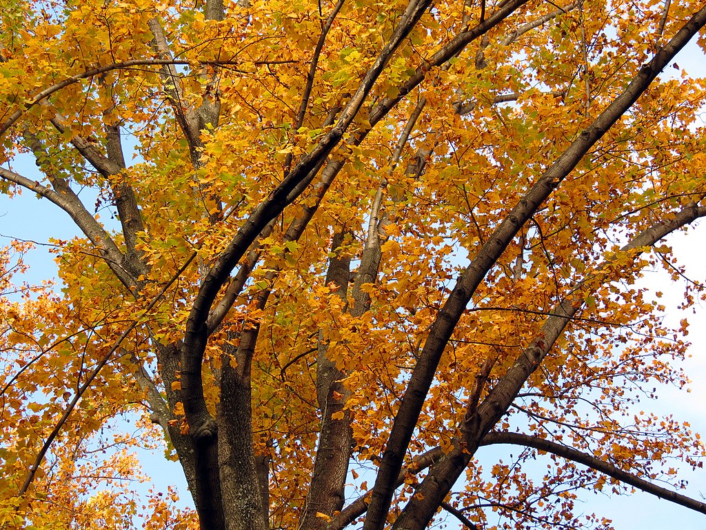 tulip poplar tree