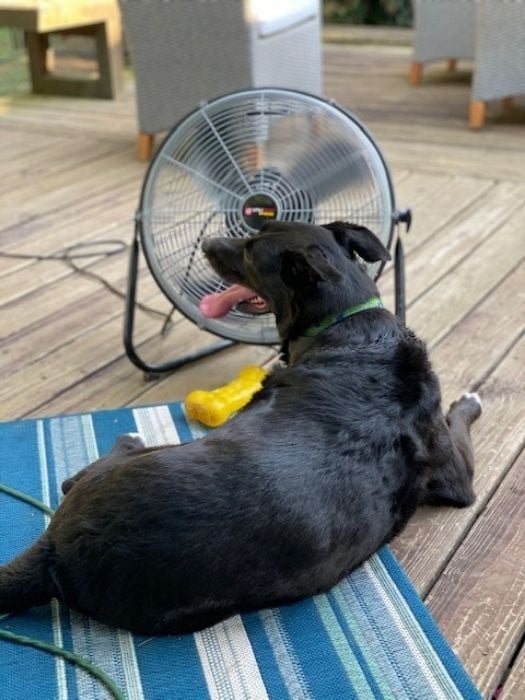 Rick Tarr Dog at Hatcher Associates
