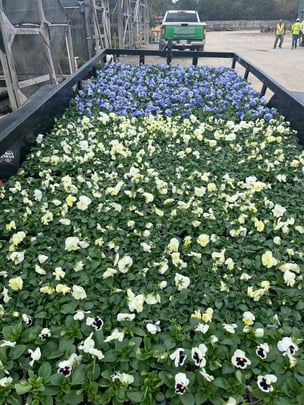 Fall Seasonal Color_Pansies 7_20231023