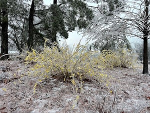 Ice on Forsythia20230202_Ginny Shikle-4