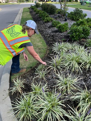 Rachel Green pulling weeds