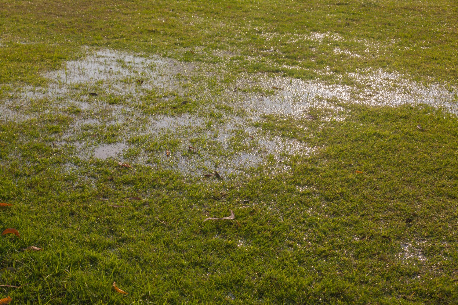 Yard Flooding (1)