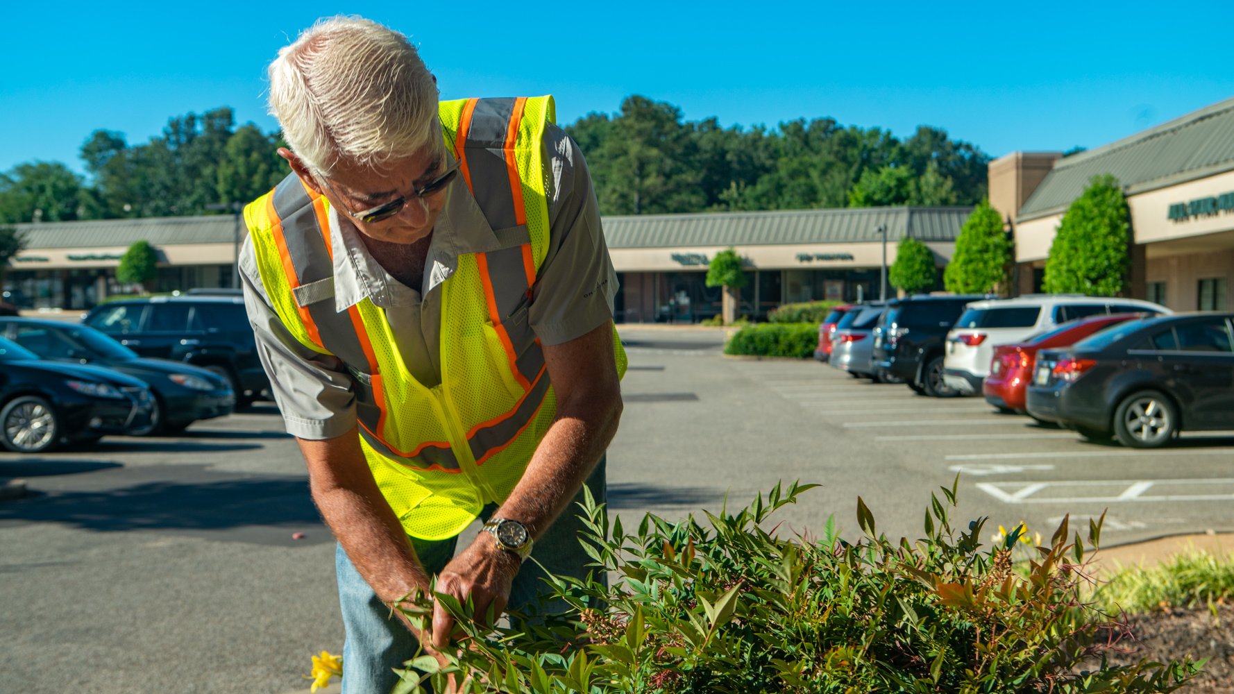 commercial landscape technician pruning