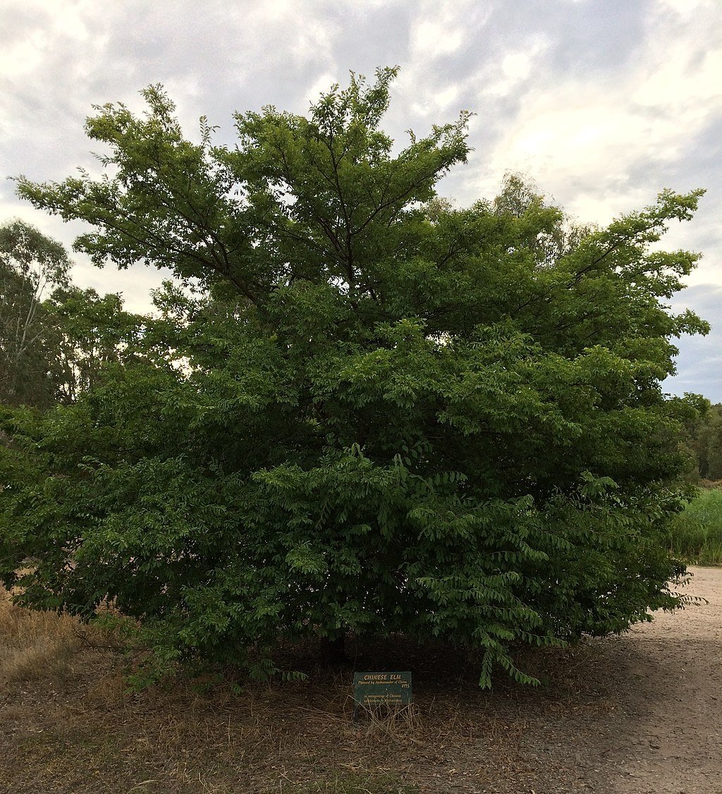 Chinese Elm Tree