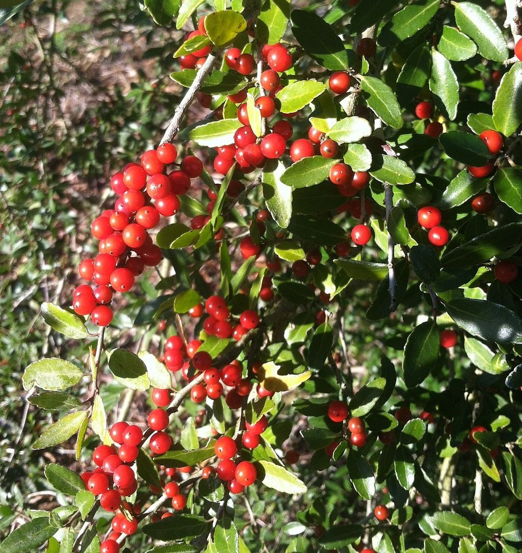 Yaupon holly berries