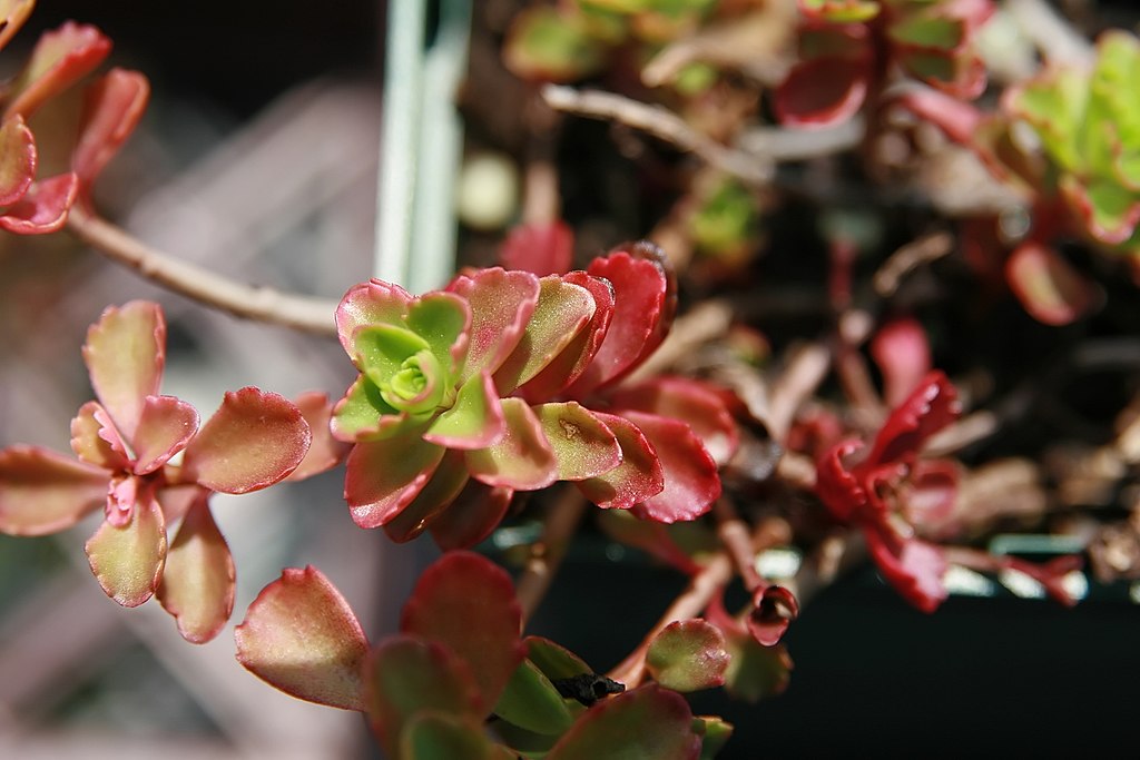 dragons blood sedum