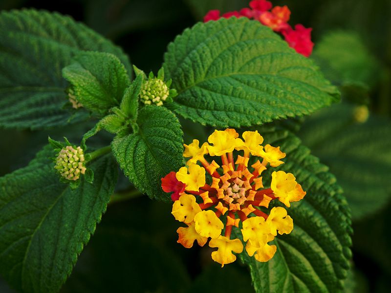 plants for shopping centers