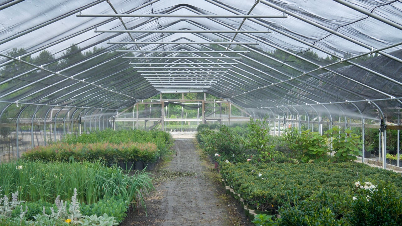 High quality greenhouse plants