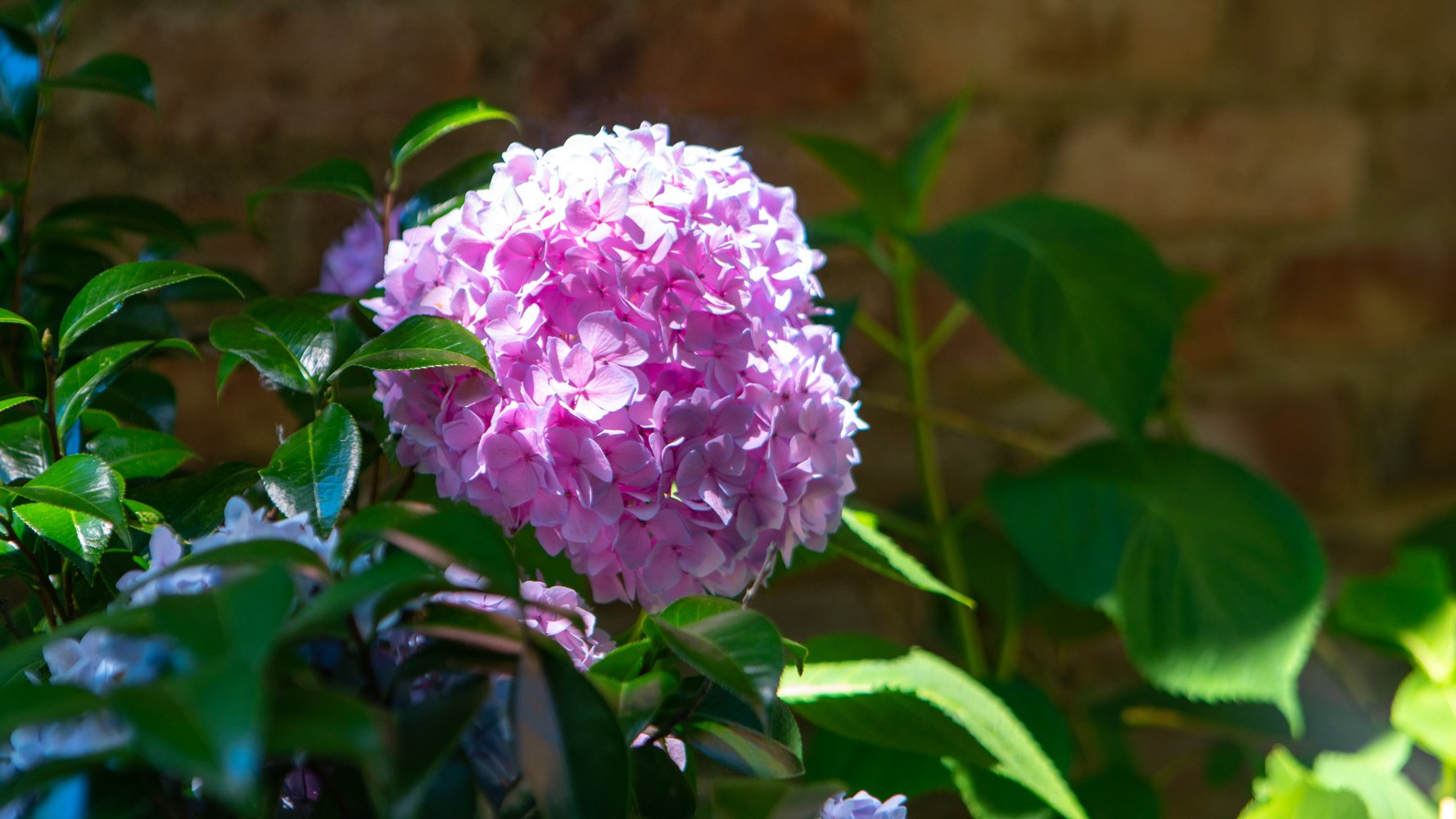 Hydrangea plant shrubs