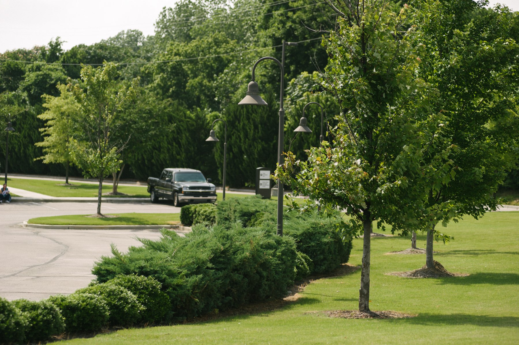 commercial landscaping parking lot with trees and shrubs