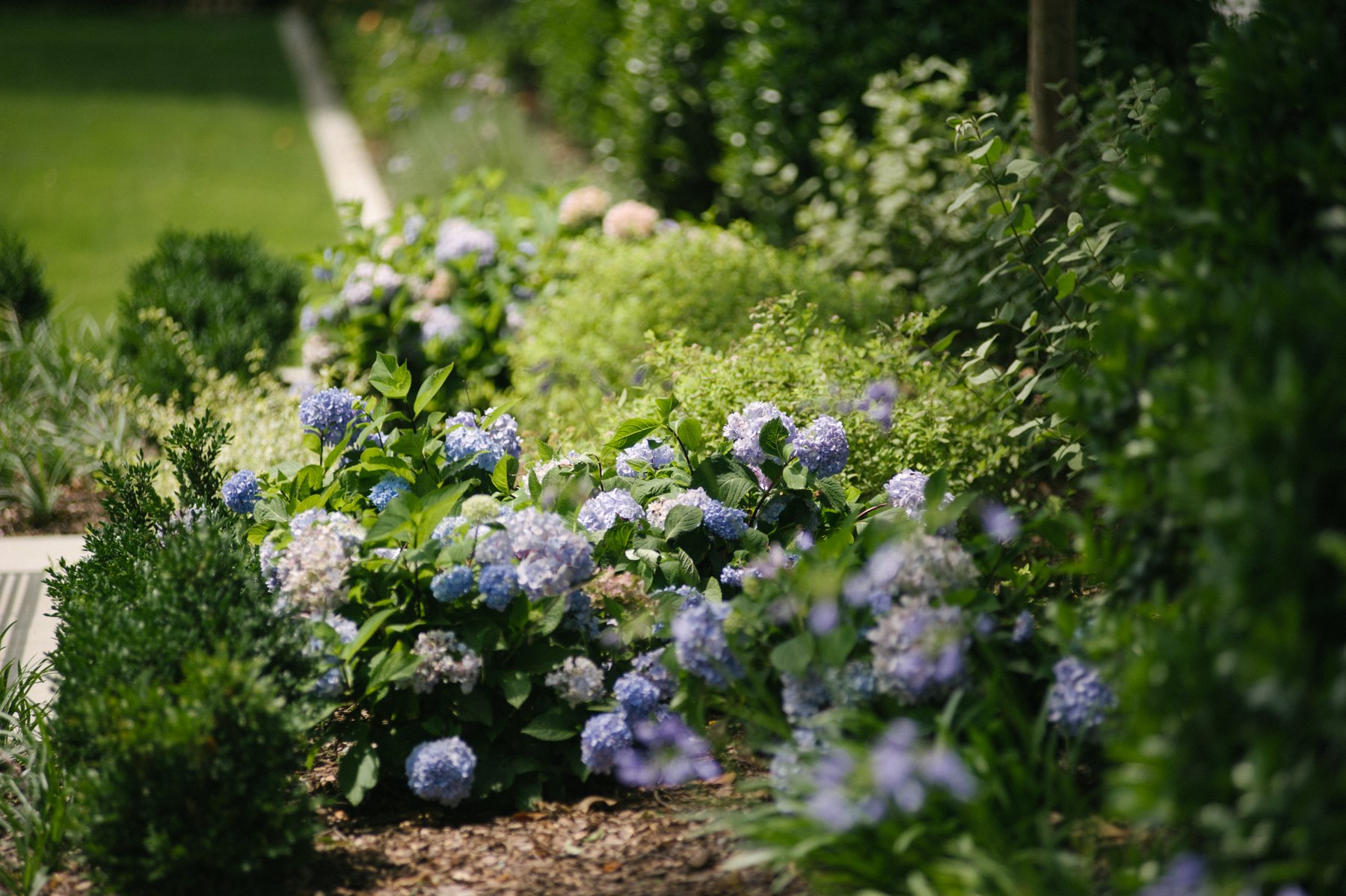 plant bed with cool colors on commercial landscape