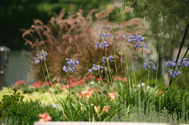 Combination of flower colors on commercial property