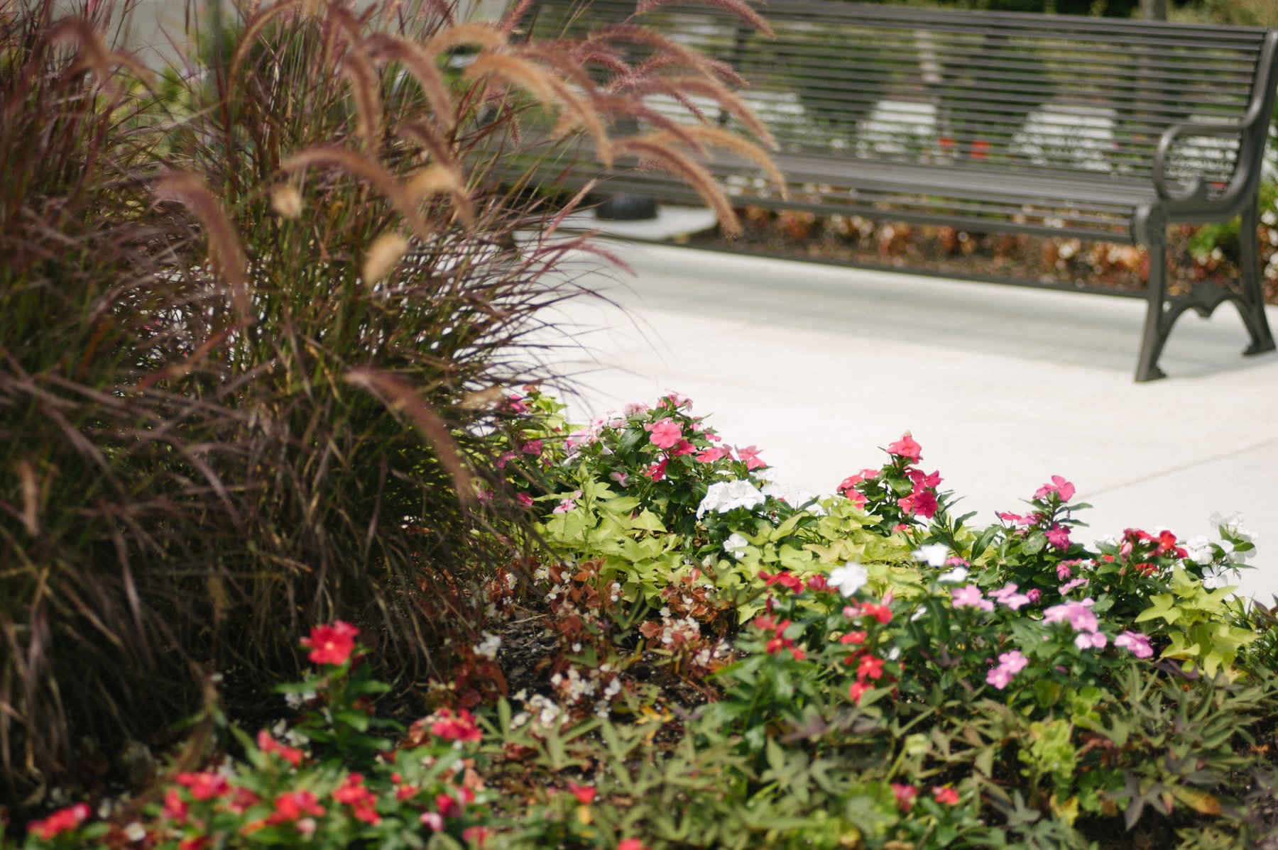 Plant bed with variety of annual flowers