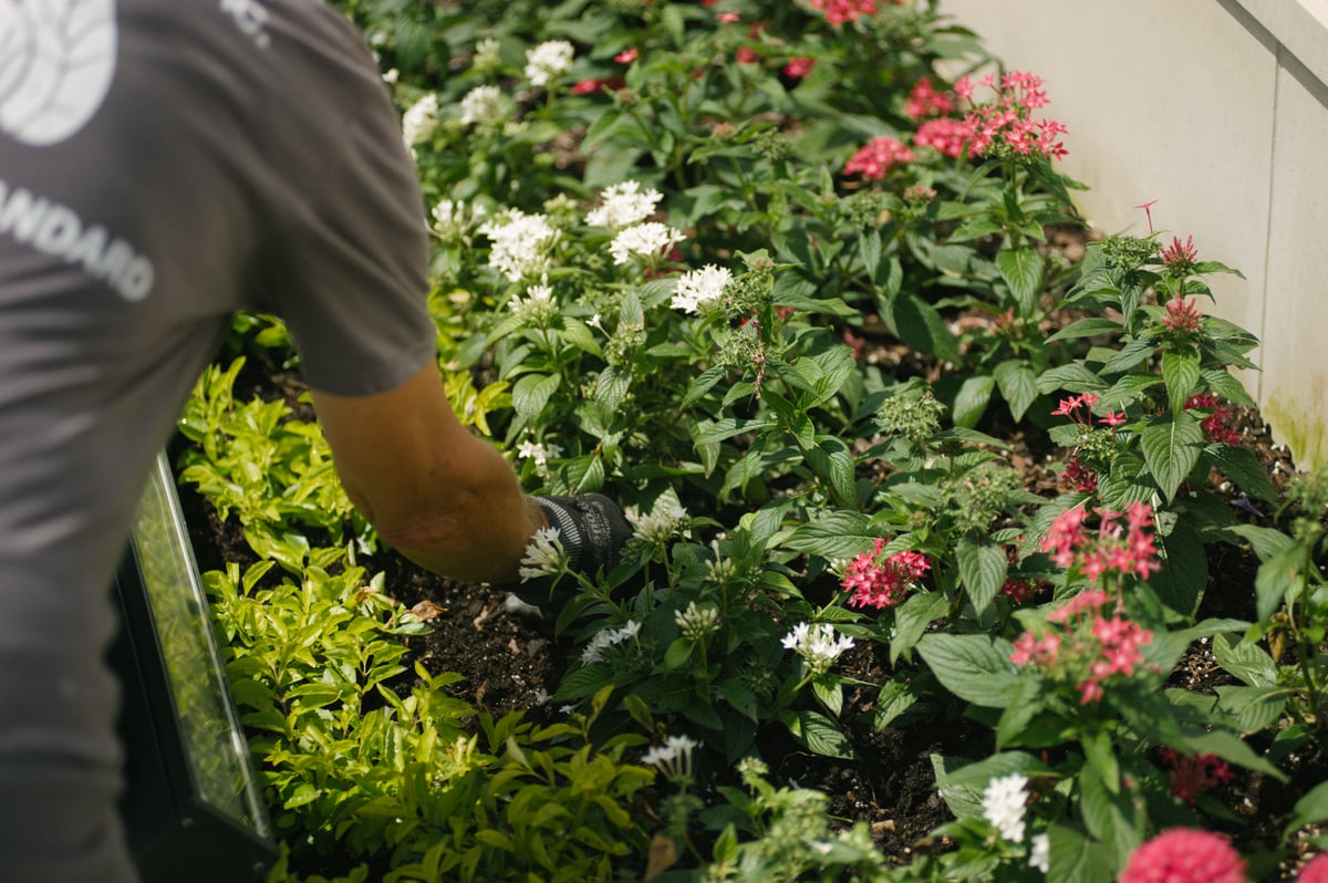 commercial landscape company weeding flower bed