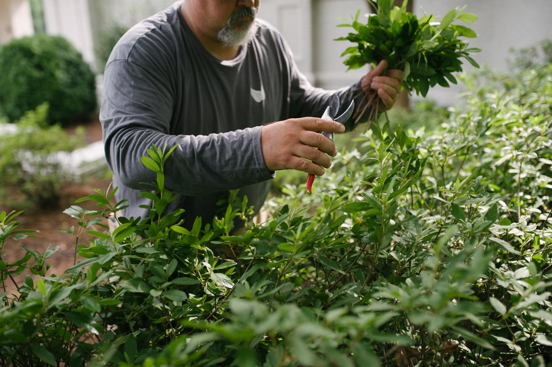 professional plant pruning on commercial property