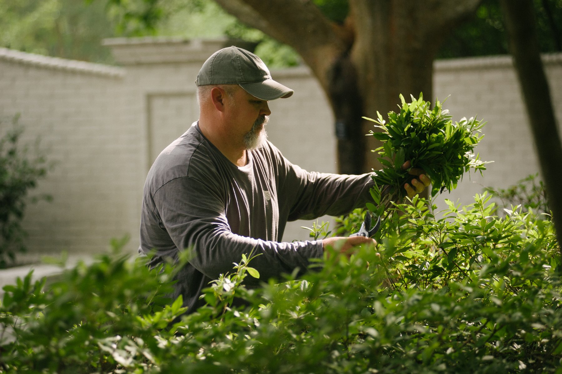 commercial landscaping technician pruning shrubs