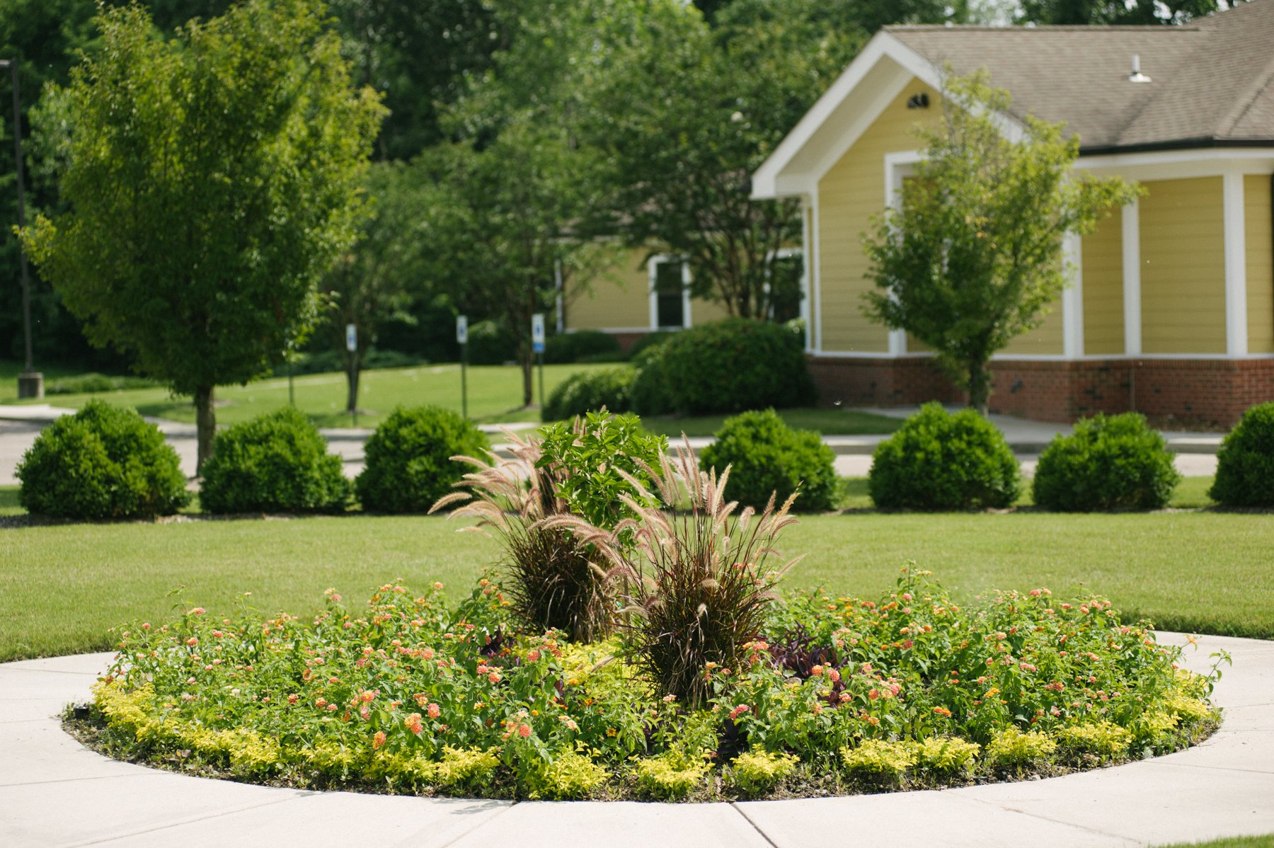 plants around commercial landscape walkway