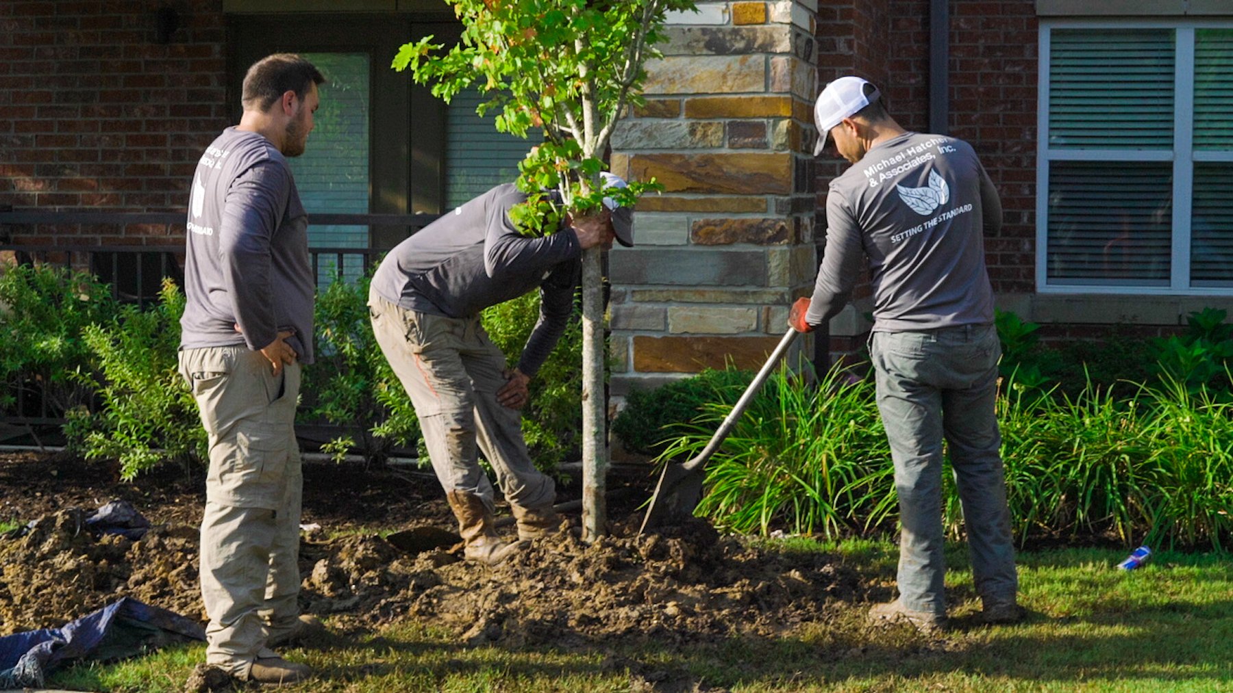 Crew planting a new tree