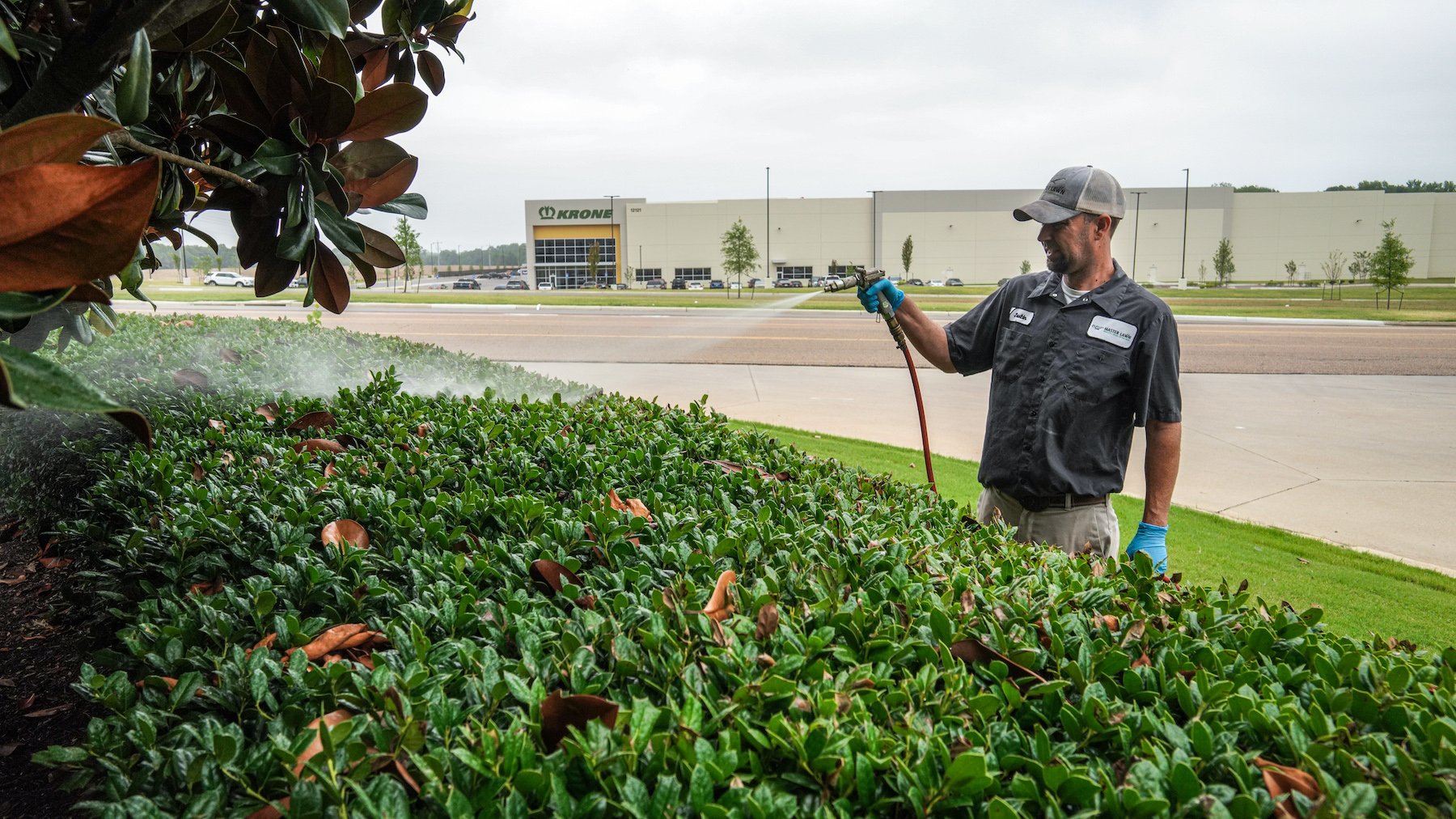 Technician spraying shrubs