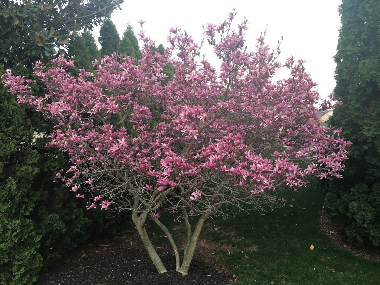 Flowering Deciduous Magnolia