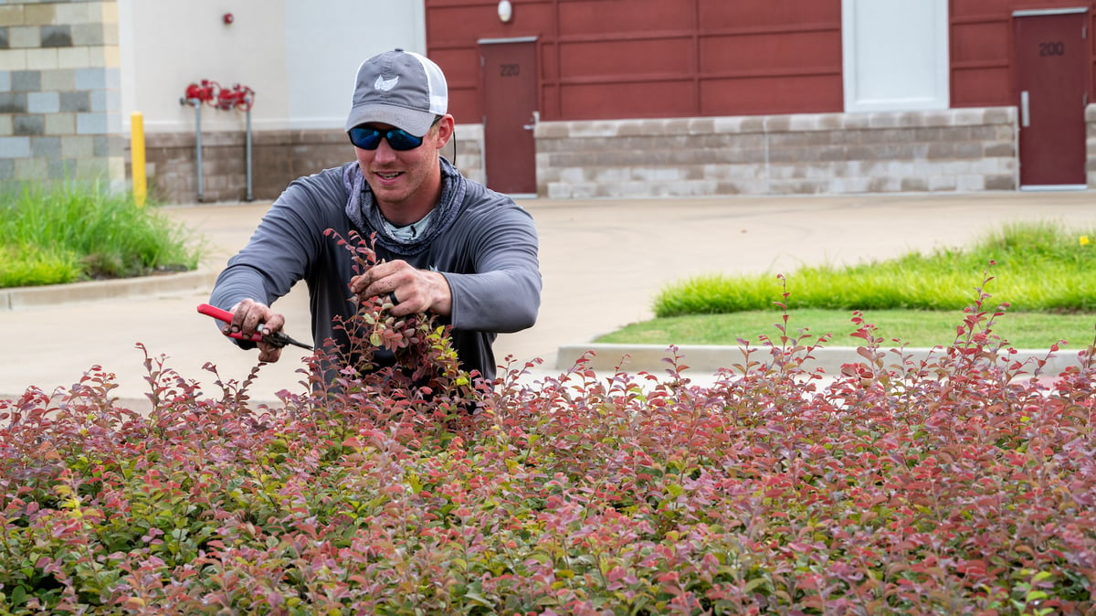 commercial landscape team prunes shrubs