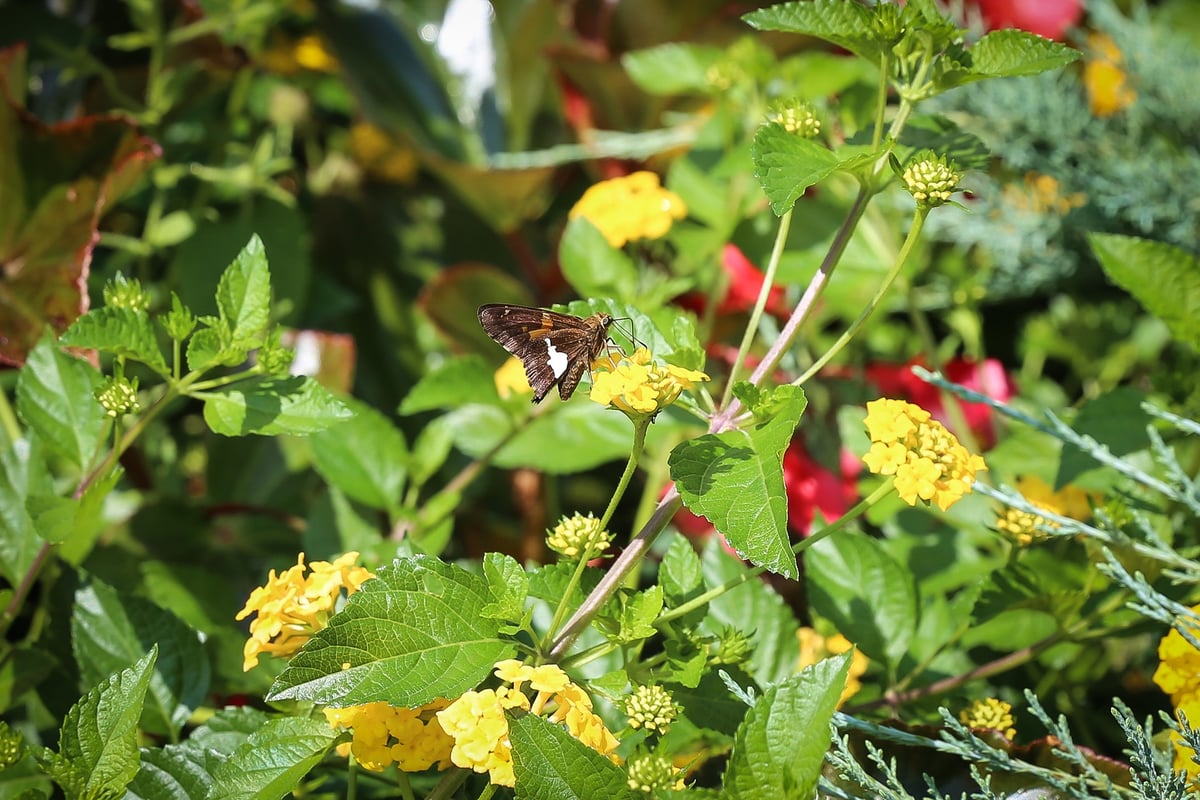 Lantana with butterfly 