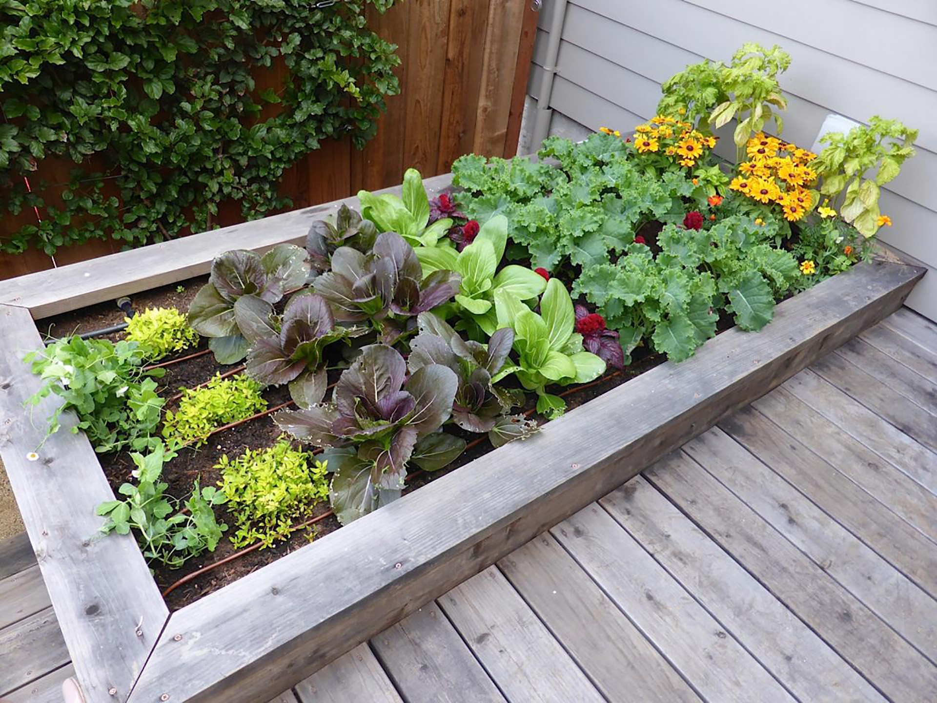 raised garden bed