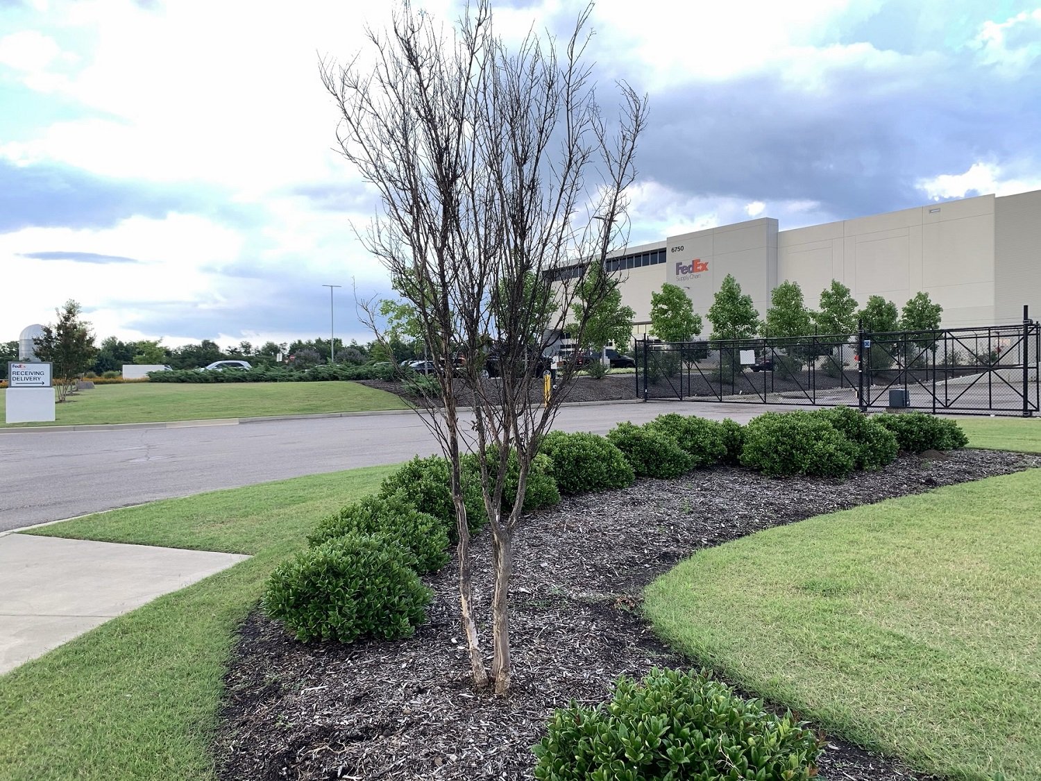 Crape Myrtle with winter kill disease