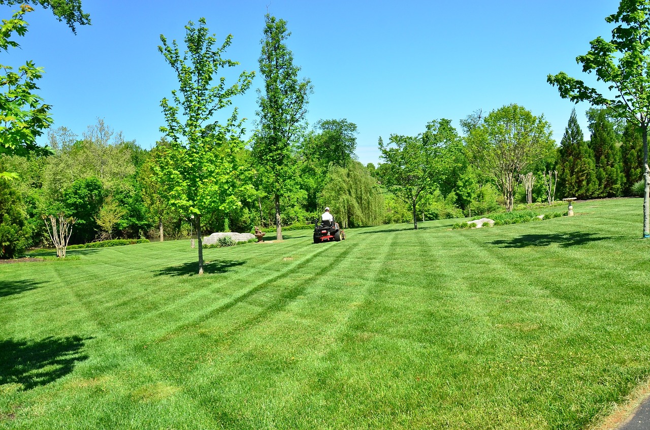 Large brush clearing 