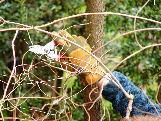 pruning back tree