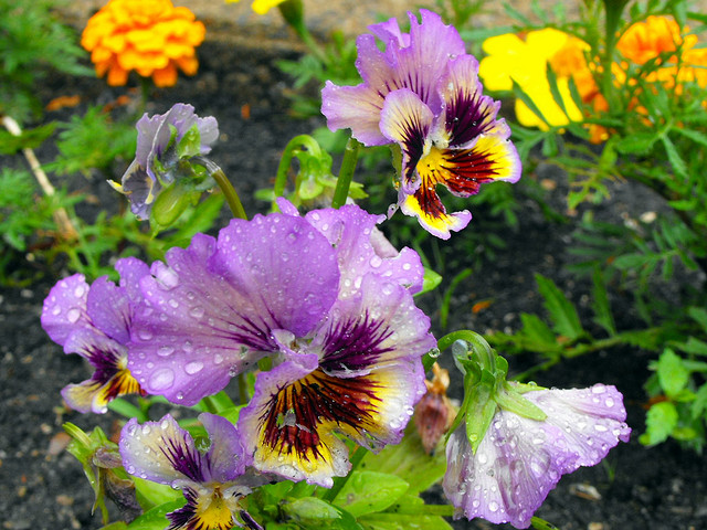 purple pansies in garden