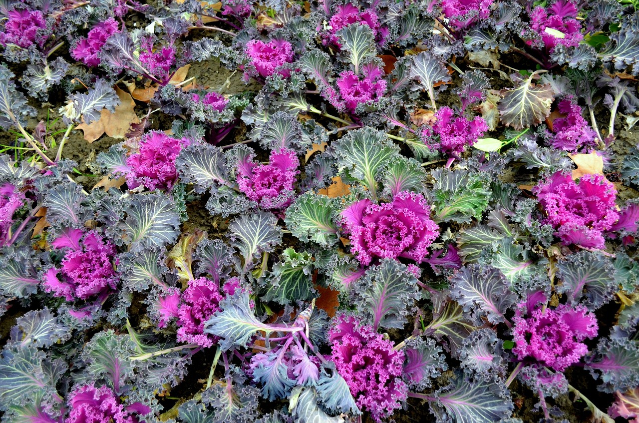 Ornamental cabbage for commercial landscaping