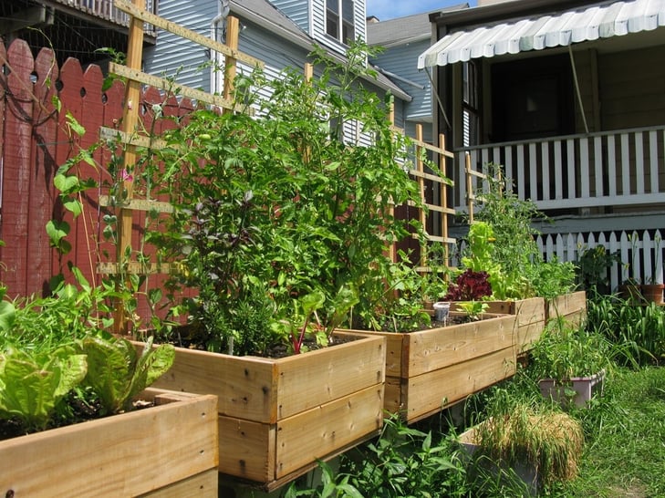box gardens