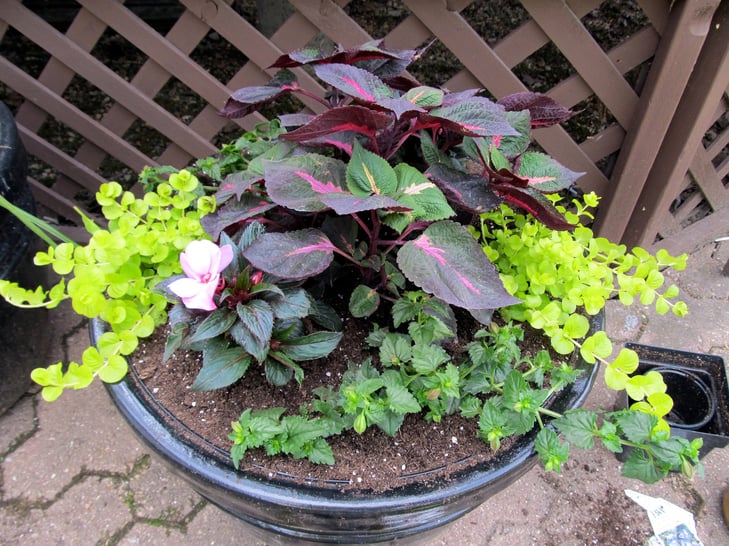 plotted plant