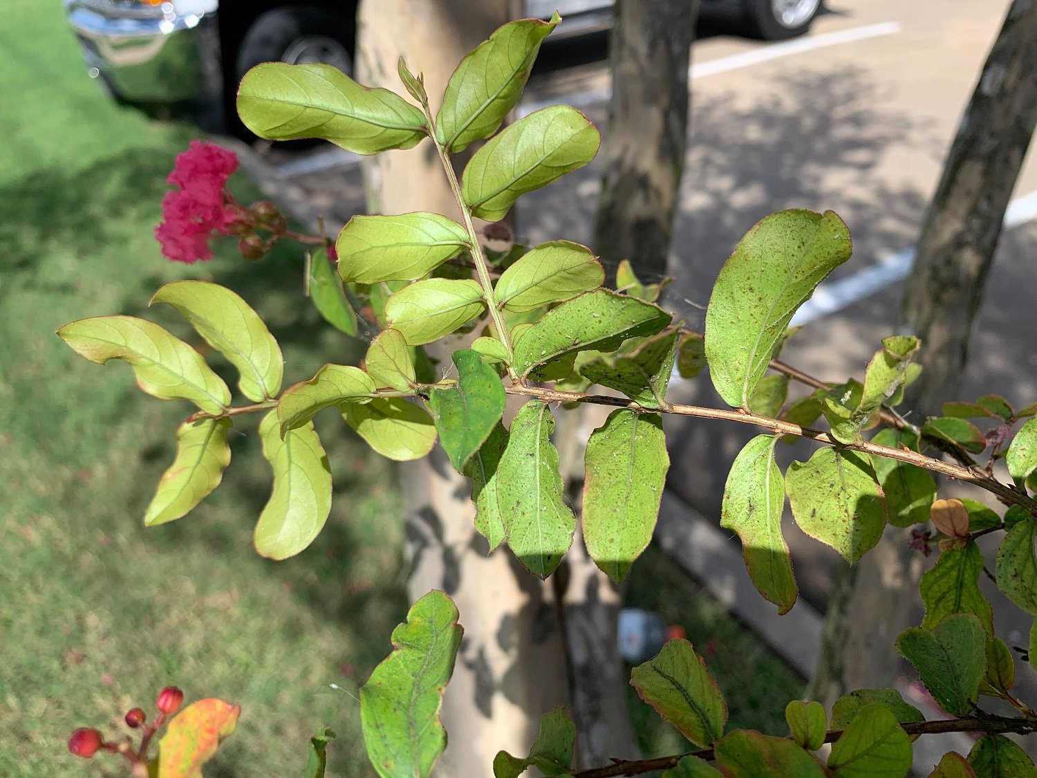 crape myrtle with scale