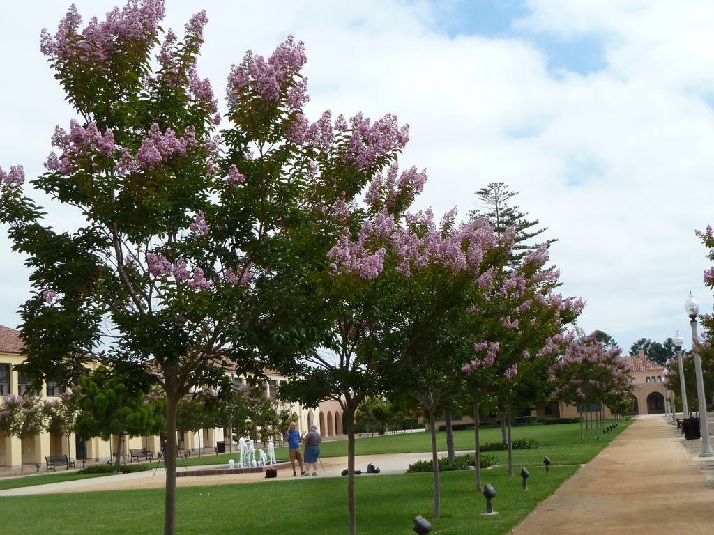 Crape Myrtles in Olive Branch