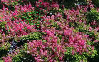 giant-crape-myrtle-332599_1280.jpg
