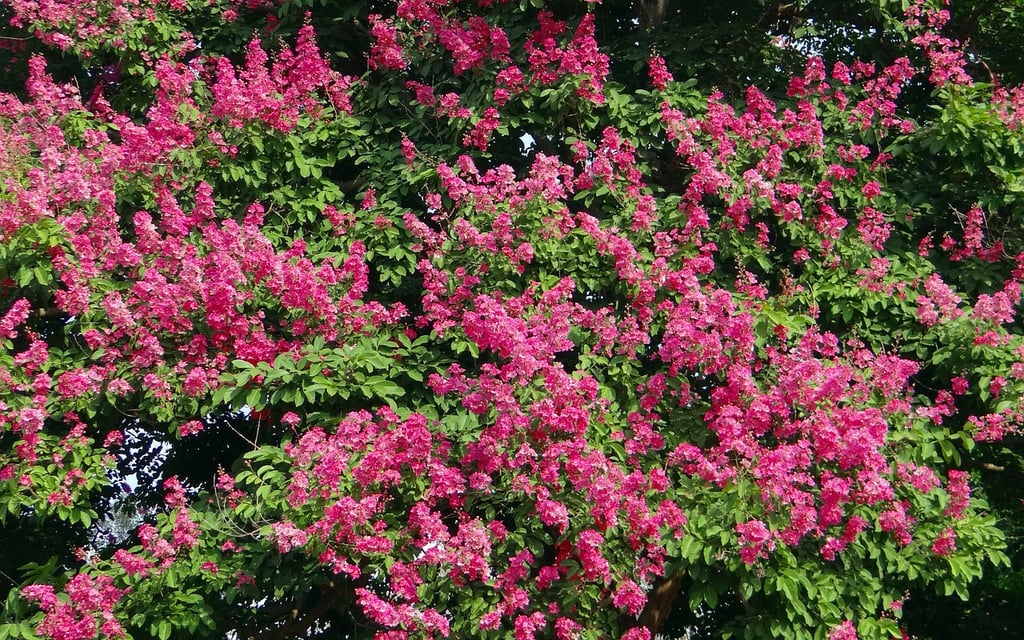 Giant Crape Myrtles outside of Memphis