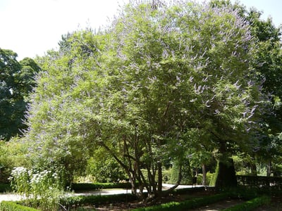 drought tolerant plant chaste tree