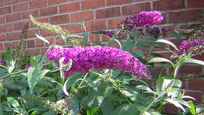drought tolerant plant butterfly bush